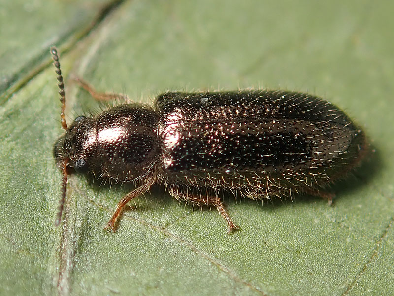 da identificare: Aplocnemus sp., Dasytidae